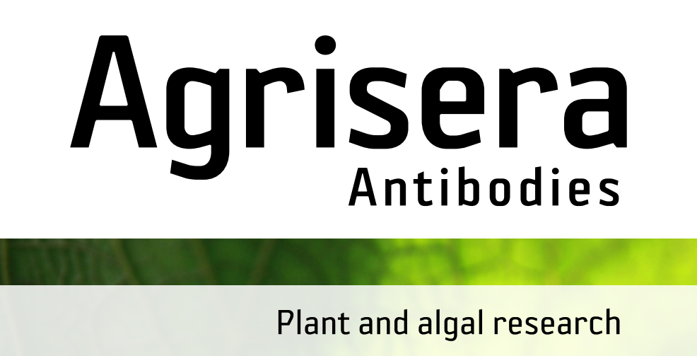 Agrisera MicroRNA相關(guān)研究植物蛋白抗體火熱促銷中！